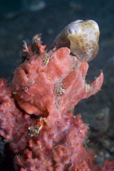 Indonesia A pygmy cuttlefish and frogfish